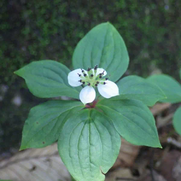 ゴゼンタチバナ