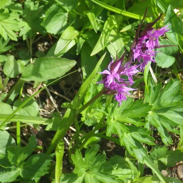 ハクサンチドリ ハクサンチドリ