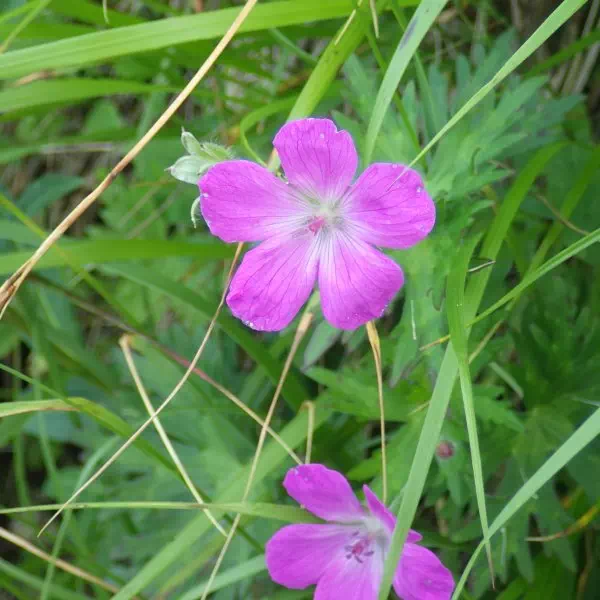 ハクサンフウロ