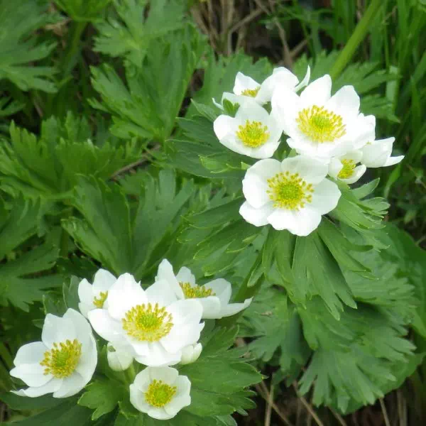 ハクサンイチゲ ハクサンイチゲ