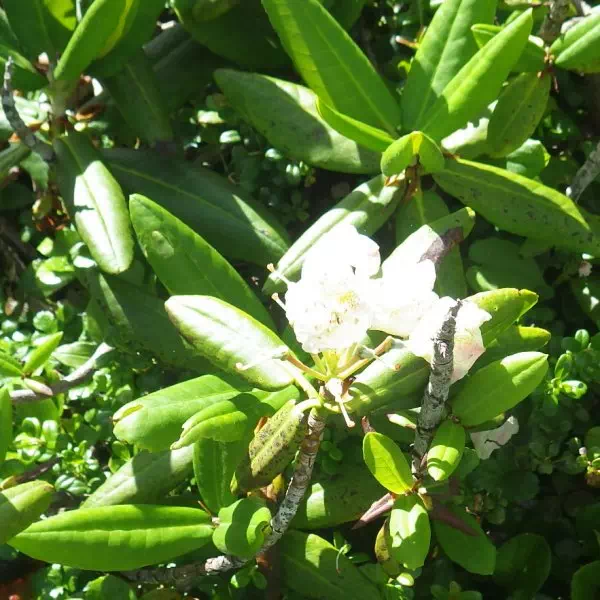 ハクサンシャクナゲ ハクサンシャクナゲ