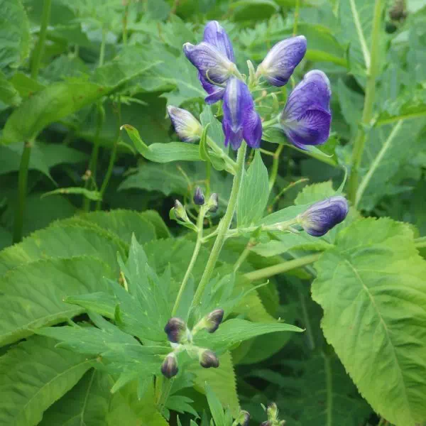 ホソバトリカブト ホソバトリカブト