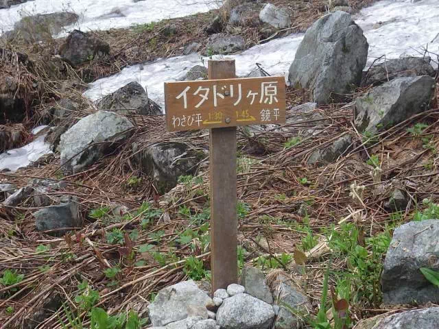 イタドリケ原 イタドリケ原