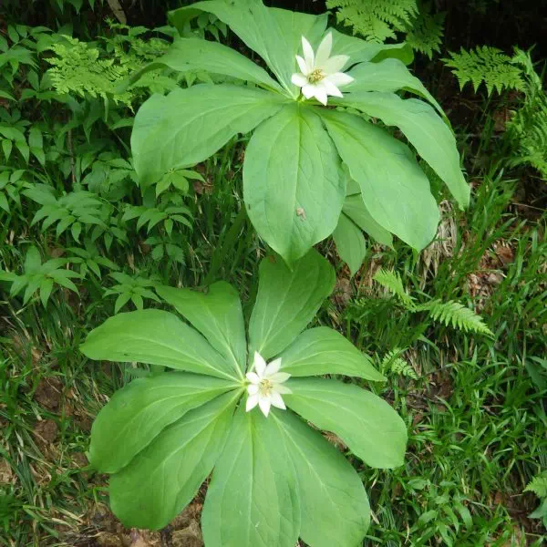 キヌガサソウ キヌガサソウ
