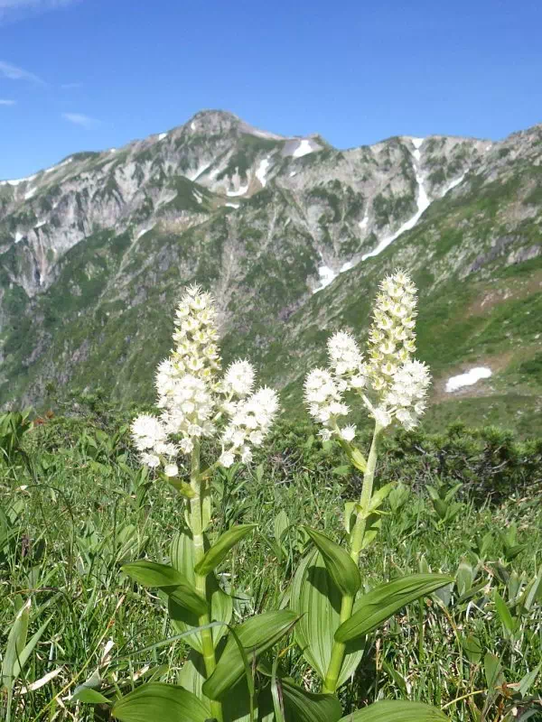 笠ヶ岳とコバイケイ