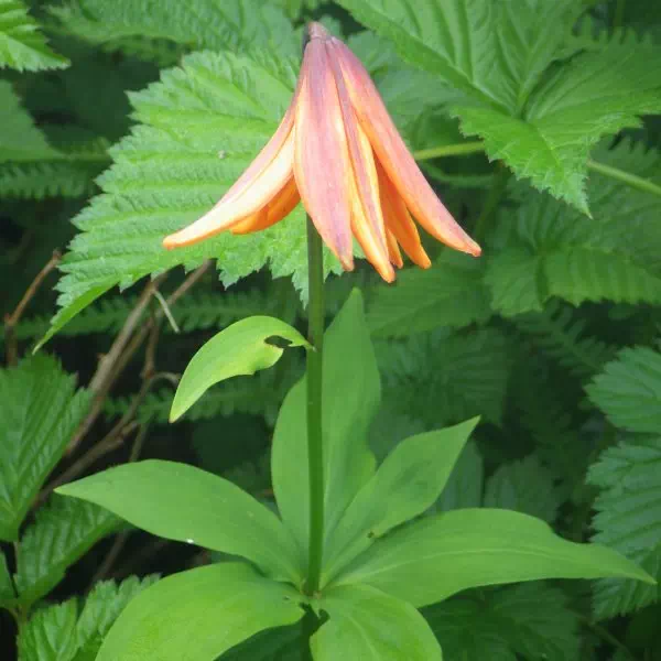 クルマユリ クルマユリ