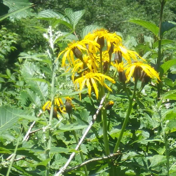 マルバダケブキ