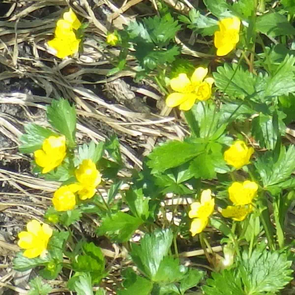 ミヤマキンバイ