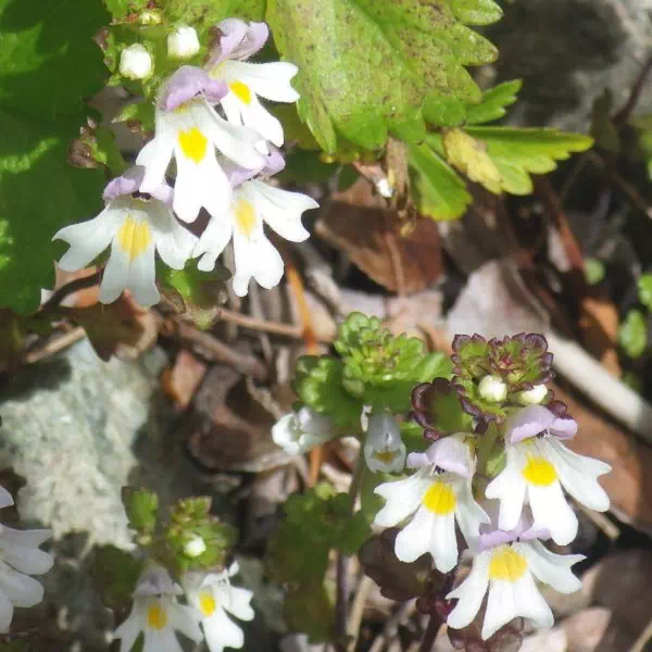 ミヤマコゴメグサ ミヤマコゴメグサ