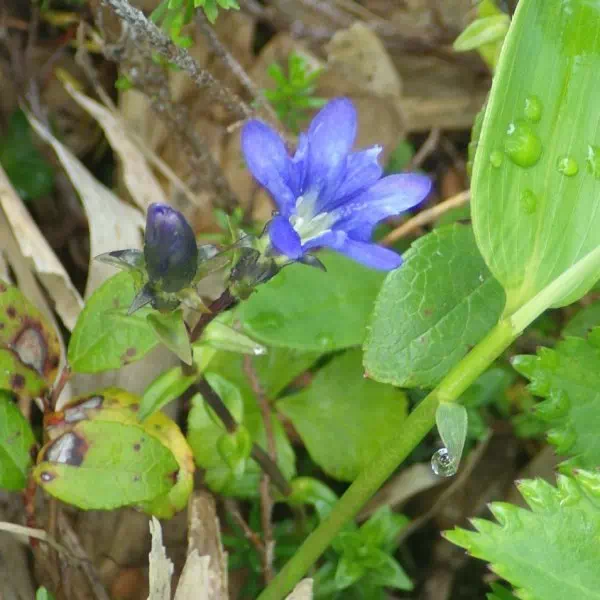 ミヤマリンドウ