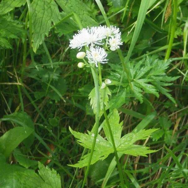モミジカラマツ