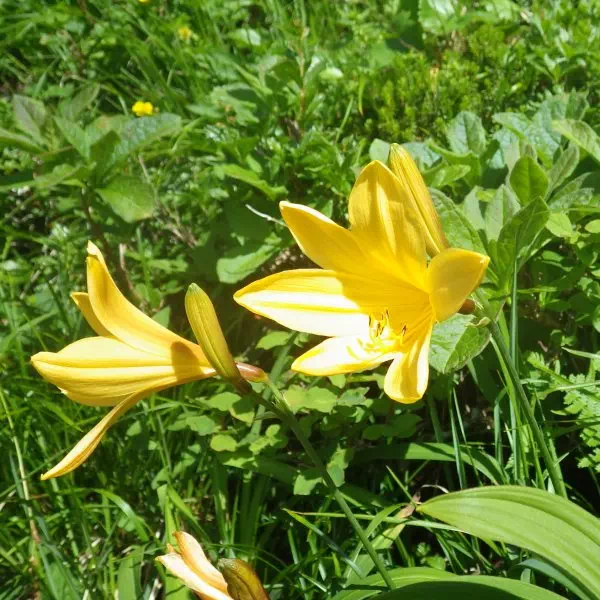 ニッコウキスゲ