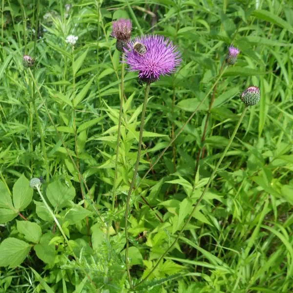 ノアザミ ノアザミ