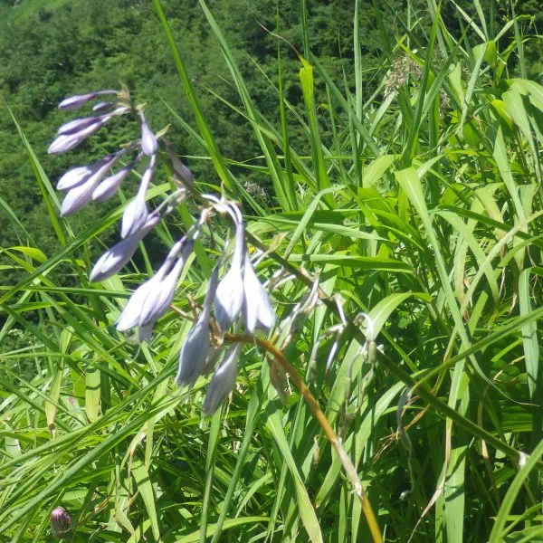 オオバギボウシ