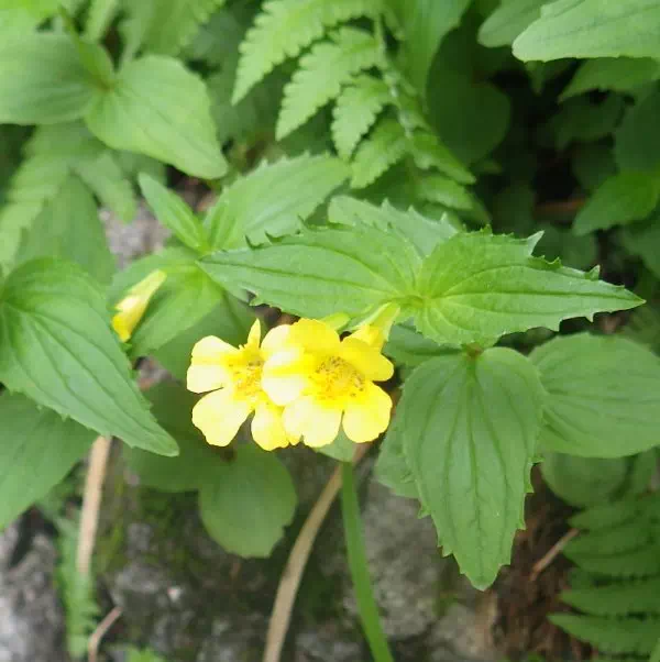 オオバミゾホウズキ