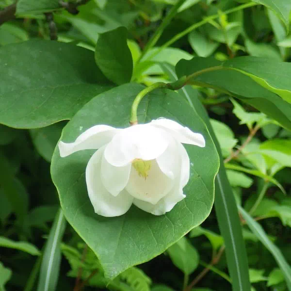 オオヤマレンゲ