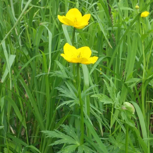 シナノキンバイ