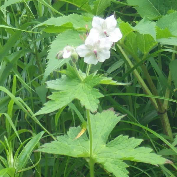 シロバナタカネグンナイフウロ
