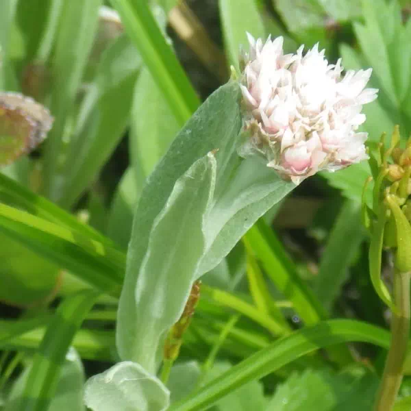 タカネヤハズハハコ