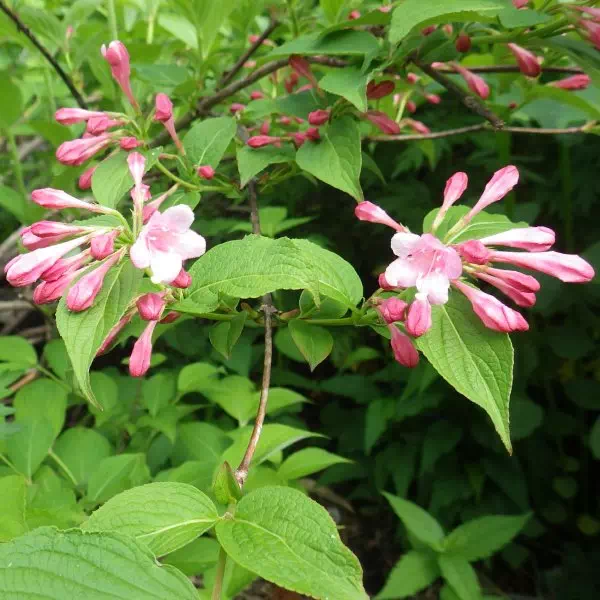 タニウツギ タニウツギ