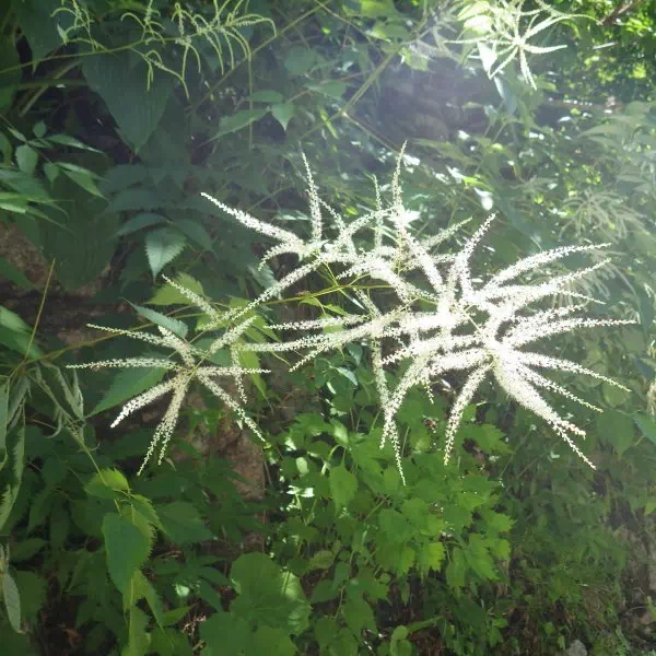 トリアシショウマ