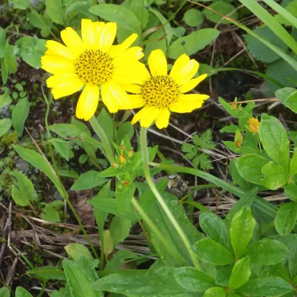 ウサギギク ウサギギク