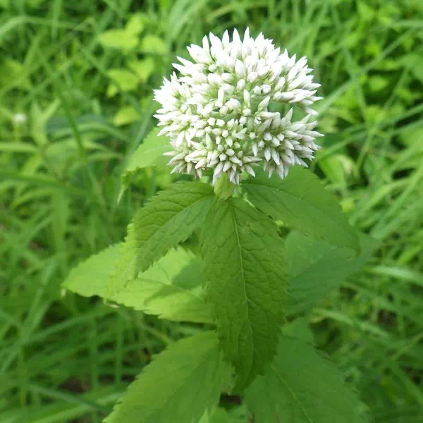 ヨツバヒヨドリ ヨツバヒヨドリ