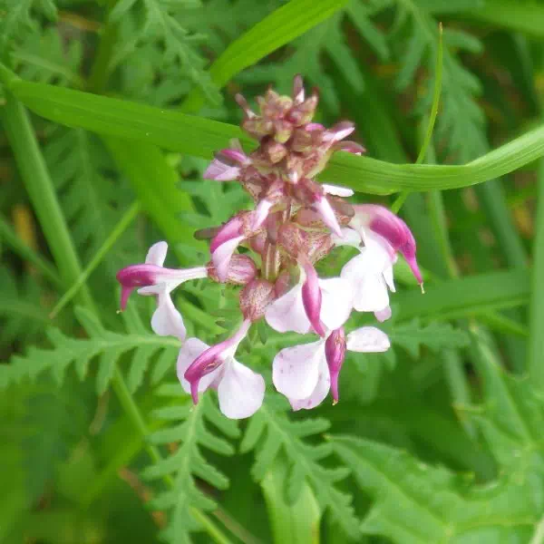 ヨツバシオガマ