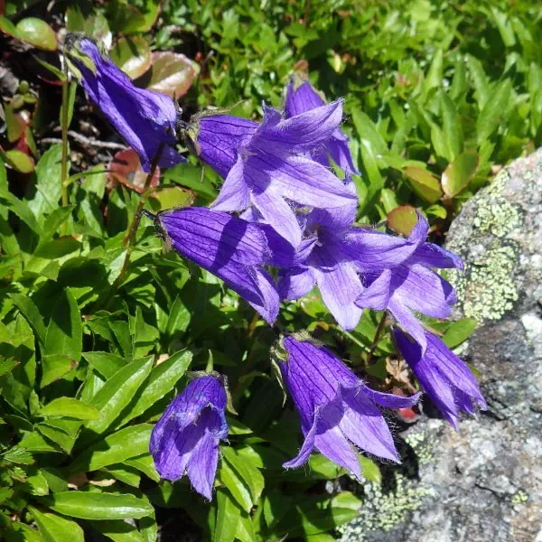 チシマギキョウ