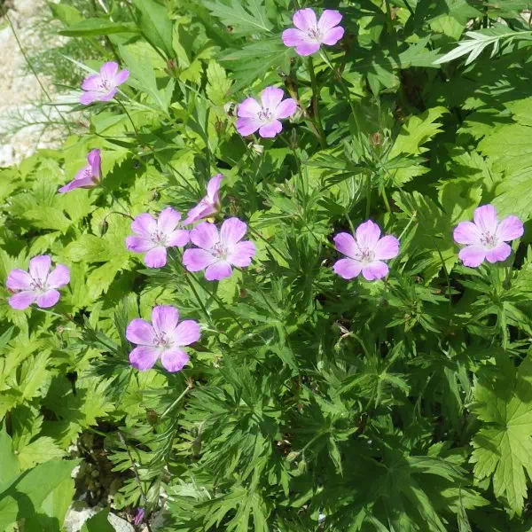 ハクサンフウロ