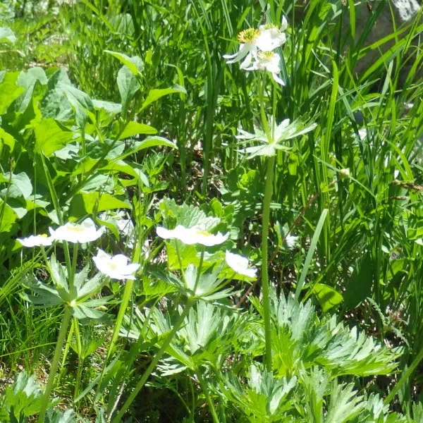 ハクサンイチゲ