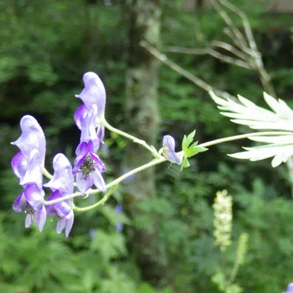 ホソバトリカブト