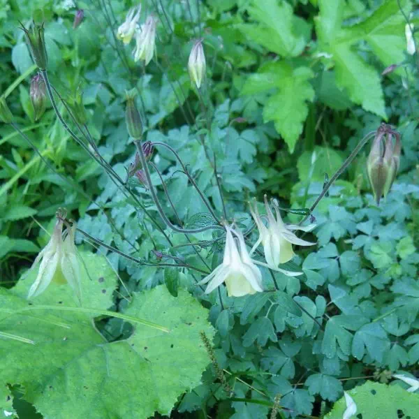 キバナノヤマオダマキ