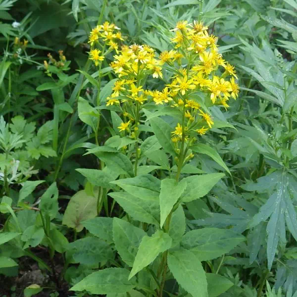 ミヤマアキノキリンソウ