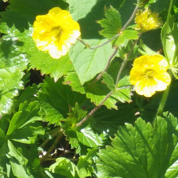 ミヤマダイコンソウ