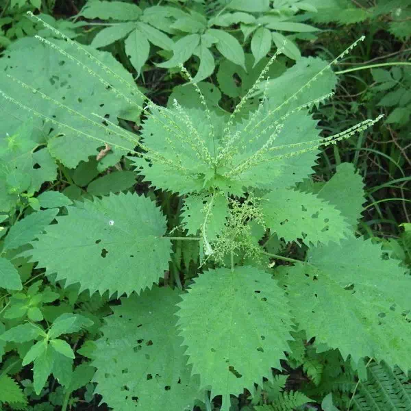 ミヤマイラクサ