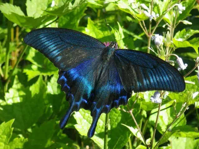 ミヤマカラスアゲハ