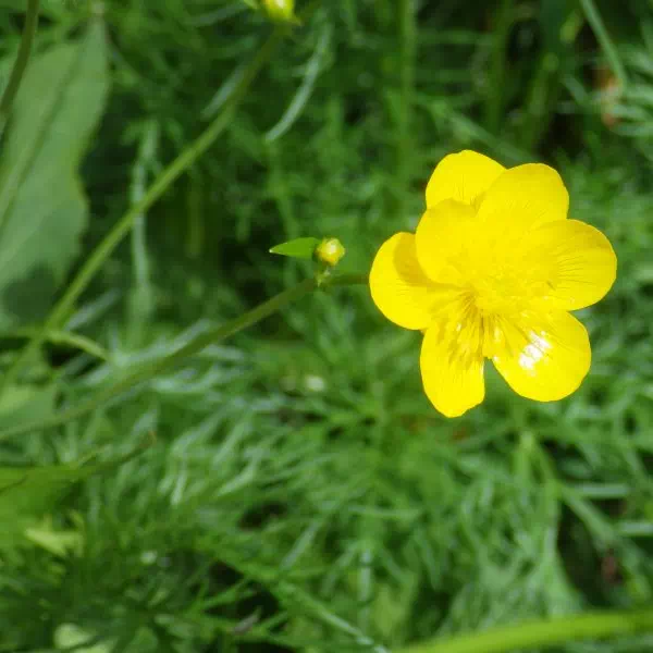 ミヤマキンポウゲ