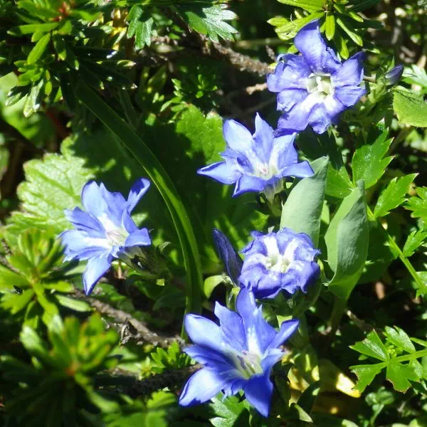 ミヤマリンドウ