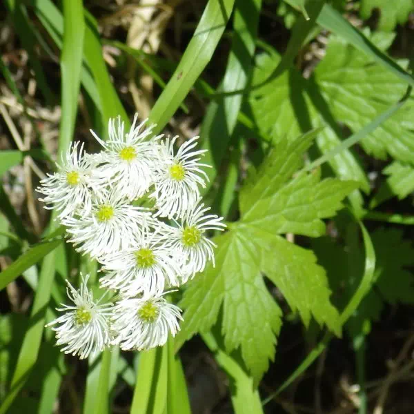 モミジカラマツ