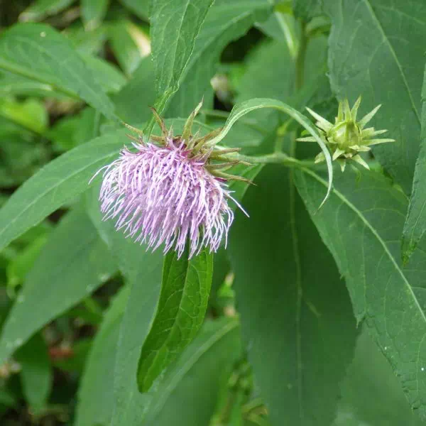 ノリクラアザミ