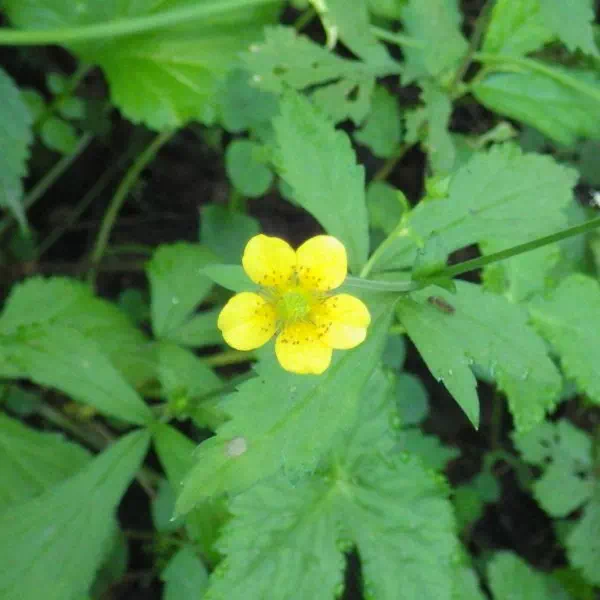 オオダイコンソウ