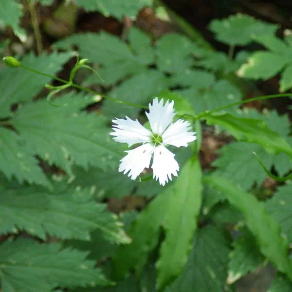 センジュガンピ