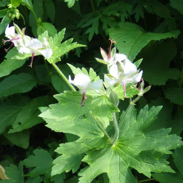 シロバナタカネグンナイフウロ