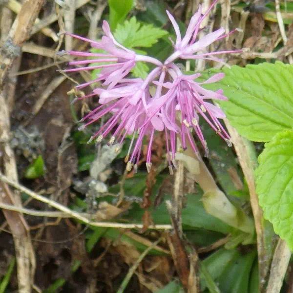ショウジョウバカマ