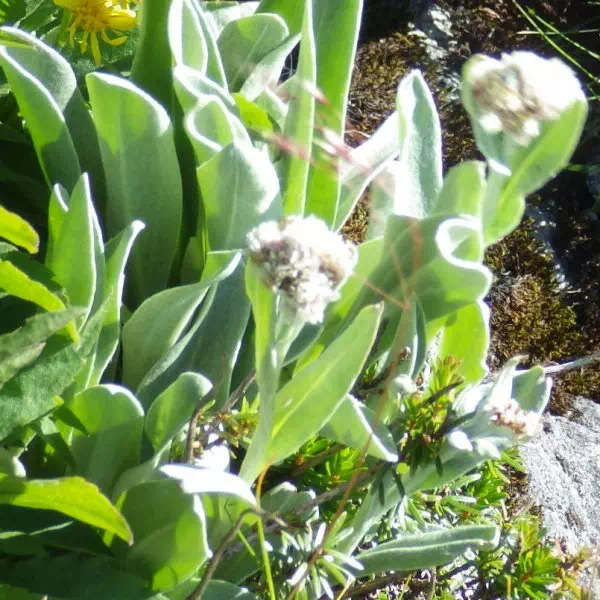 タカネヤハズハハコ