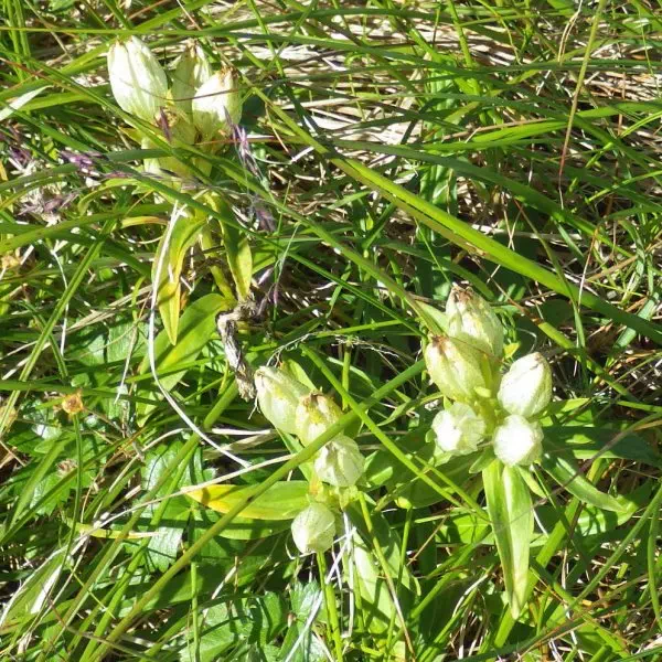 トウヤクリンドウ