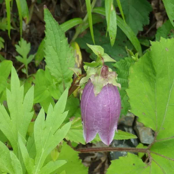 ヤマホタルブクロ