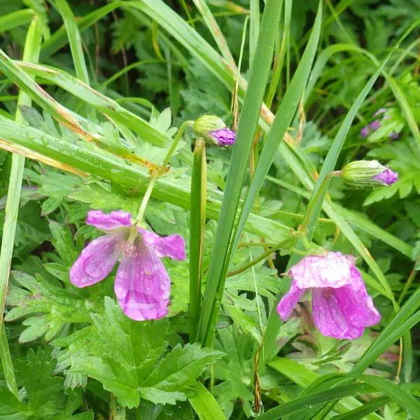 ハクサンフウロ