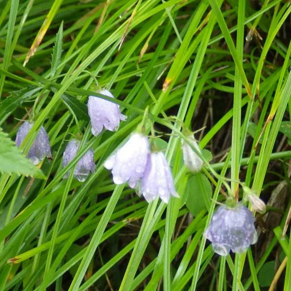 ハクサンシャジン